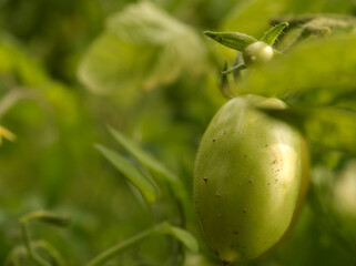 Tomatoes in closeup into garden at summer in jena