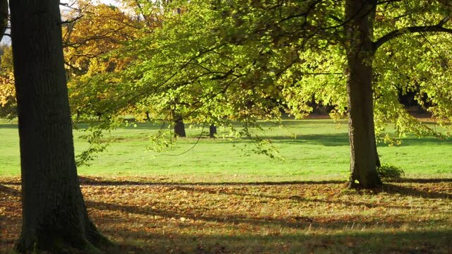 Autumn light in park between tree trunks. Golden fall moving over ground covered with orange yellow leaves. Green field in natural environment. Zoomed in shot . Perfect fall woodland video
