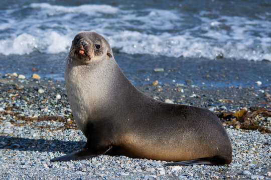 South American fur seal (Arctocephalus australis)