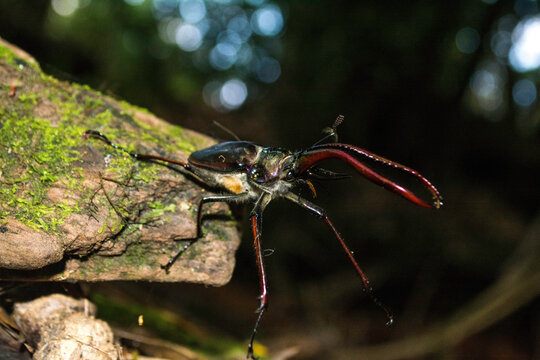 Darwin's beetle (Chiasognathus grantii)