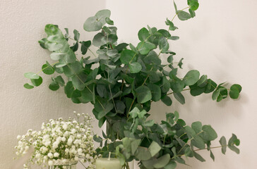 Closeup shot of a green indoor plant in the wedding table as a centerpiece