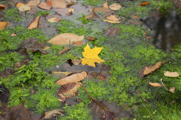 Autumn foliage on the water surface in a city park.