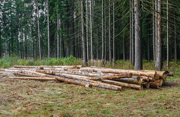Logs on glade
