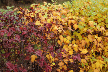 Colored autumn bushes, red, yellow and green fall foliage.