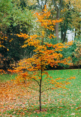 Yellowed tree with fallen leaves