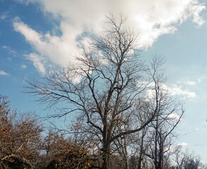 Fototapeta na wymiar Fall Tree Against the Sky