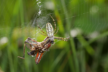 Wasp spider with dead fly in cobweb, close up