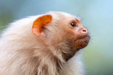 silvery marmoset monkey, close up shot