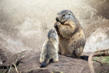 cute mother and child alpine marmots