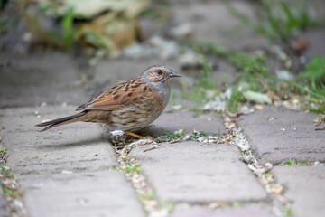 dunnock bird on pavement, close up shot