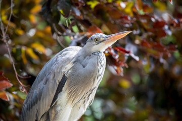 grey heron in bright sunlight with autumn foliage on background