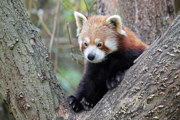 cute red panda sitting on tree