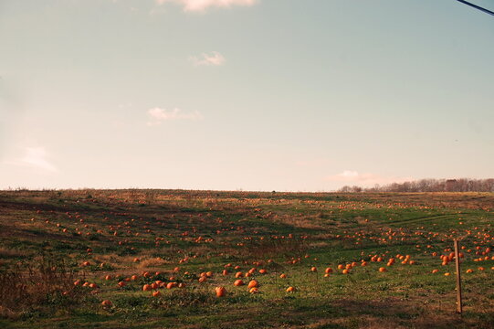 Pumpkin Field in Chester County