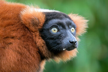 red ruffed lemur looking away