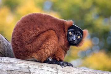 red ruffed lemur looking at camera © Edwin Butter