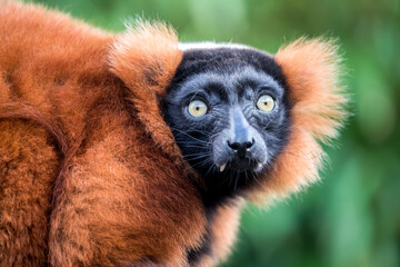 red ruffed lemur looking at camera © Edwin Butter