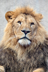 close up shot of a young male Lion