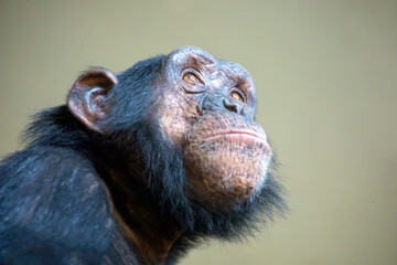 close up shot of chimpanzee head