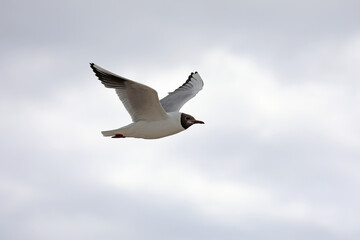 Common birds from the beach by the sea