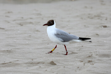 Common birds from the beach by the sea