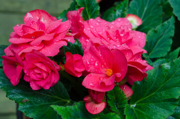 Pink begonias with dew