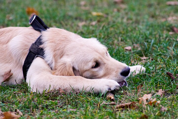 Golden Retriver © Aruru