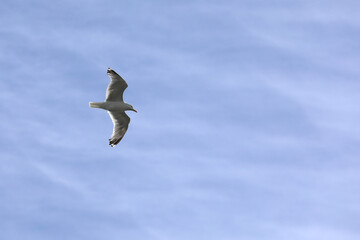 Common birds from the beach by the sea