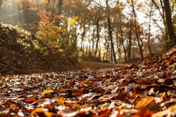 Autumn forest with sunbeams in Pilis near Devil's Mill Waterfall.