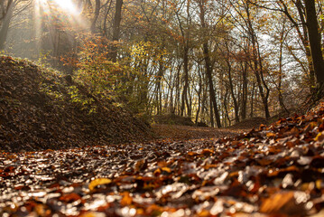 Autumn forest with sunbeams in Pilis near Devil's Mill Waterfall.