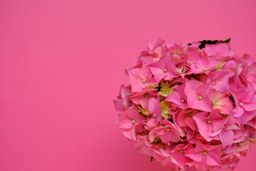 Pink hydrangea flower close-up.Floral Greeting Card. Pink Flower on a bright pink background.Delicate Floral Background with copy space.Spring mood.International womens day and mothers day 
