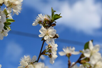 A bee pollinates a crab apple tree.