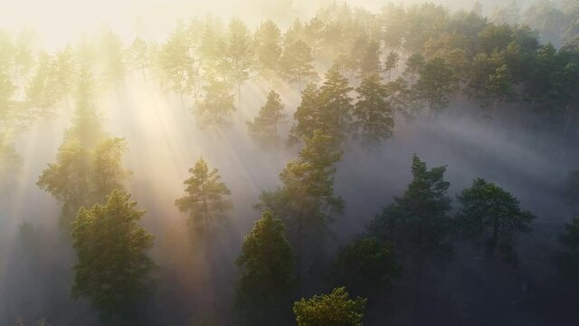 Amazing aerial view of pine trees in the morning fog and sun rays break through the magnificent trees. Warm misty morning in the magic forest