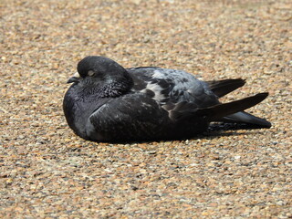 The pigeon is lying on the concrete floor