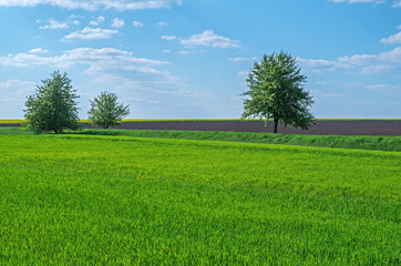Trees on agricultural field
