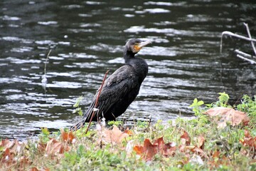 A cormorant by the water