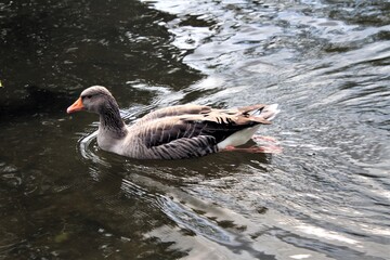 A Greylag Goose on the water