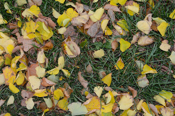 Colorful autumn leaves on a green meadow