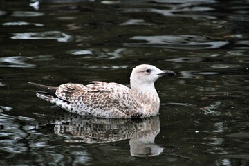 A Herring Gull on the water