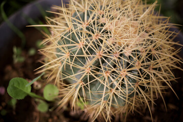 cactus with yellow needles close up soft focus