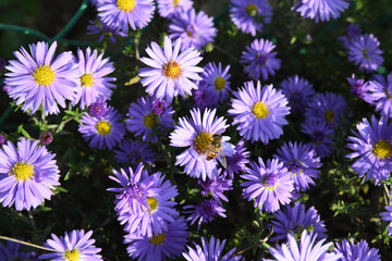 Fototapeta premium Purple flowers and bee