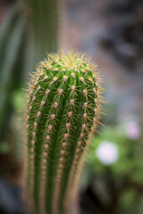 high long cactus close up top view soft focus