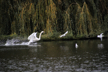 A Mute Swan on the water