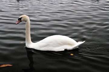 A Mute Swan on the water