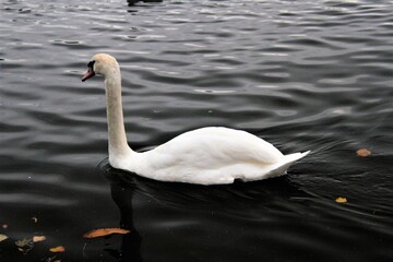 Naklejka premium A Mute Swan on the water