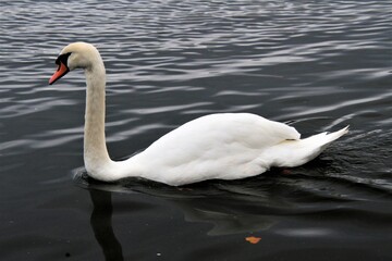 A Mute Swan on the water