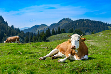 Fototapeta na wymiar Junge braungefleckte Kuh auf der Alm Laubenstein Berges - im Hintergrund Hocheck: Wanderurlaub in Bayern