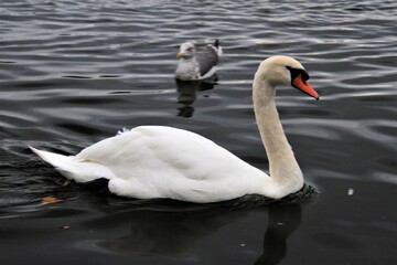 A Mute Swan on the water