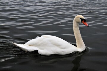A Mute Swan on the water