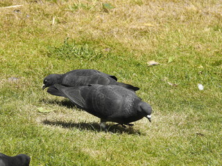 Obraz premium Two dark gray pigeons in the grass