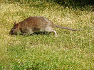 Mouse on the grass